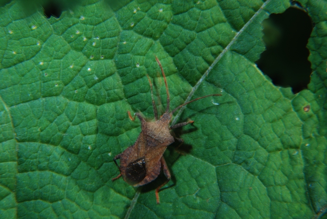 Coreidae: Coreus marginatus della Romagna (FC)